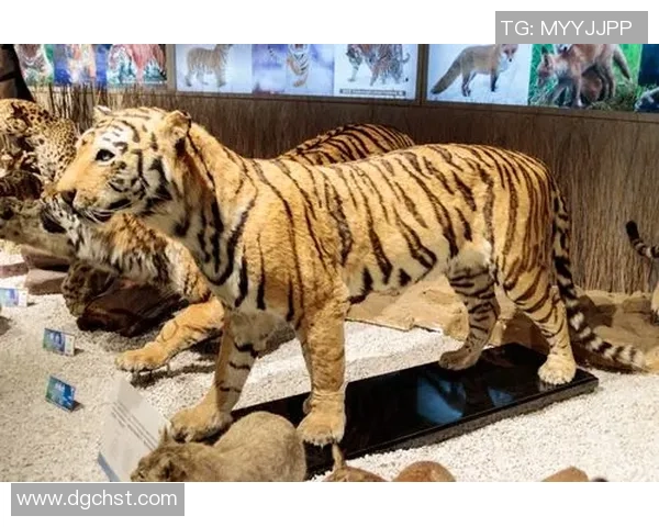 蓝十字与老虎大学激战正酣比分体彩分析与精彩回顾